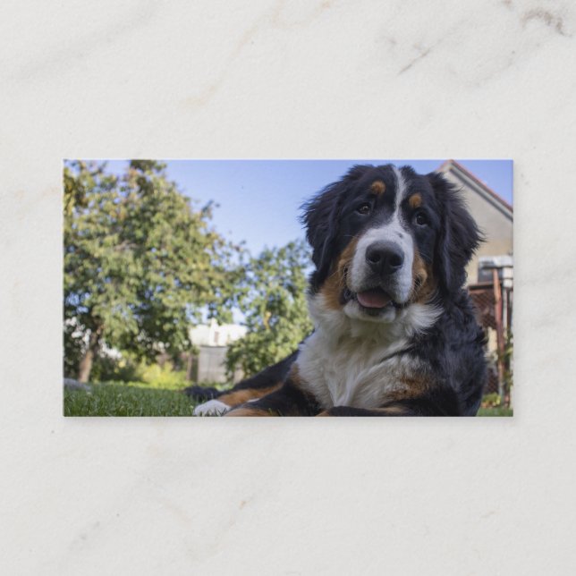 bernese mountain dog laying second business card (Front)