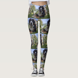 bernese mountain dog laying second leggings