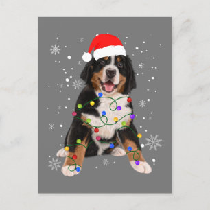 Bernese Mountain Dog Lights Christmas Matching Fam Postcard