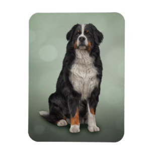 Bernese Mountain Dog Magnet