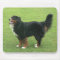 Bernese Mountain Dog