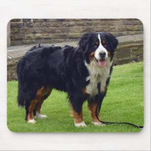 Bernese Mountain dog mouse mat