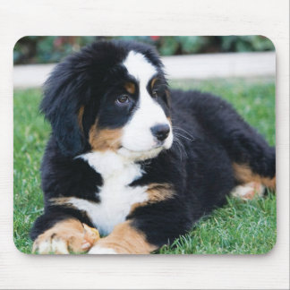 Bernese Mountain Dog Mouse Mat