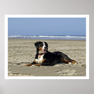 Bernese Mountain Dog on a Beach Poster