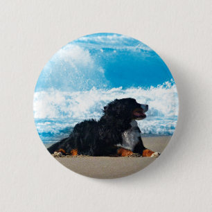 Bernese Mountain Dog on Beach 6 Cm Round Badge