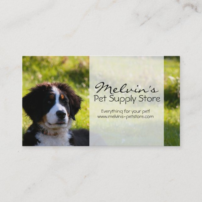 Bernese mountain dog on green grass pet photo business card (Front)