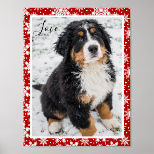 Bernese mountain dog On Red and White Snowflake  Poster