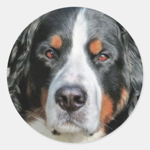 Bernese Mountain Dog Photo Image Classic Round Sticker