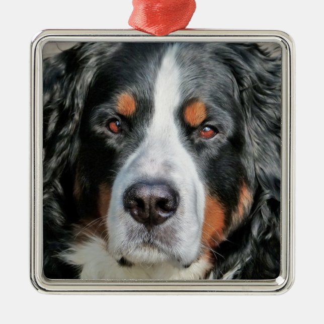 Bernese Mountain Dog Photo Image Metal Tree Decoration (Front)