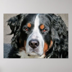 Bernese Mountain Dog Photo Image Poster