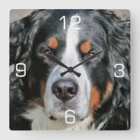 Bernese Mountain Dog Photo Image