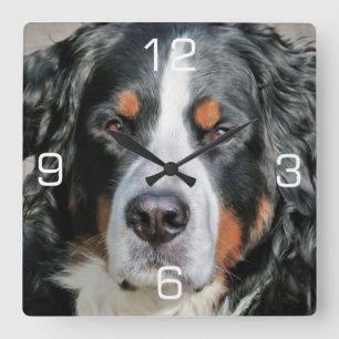 Bernese Mountain Dog Photo Image Square Wall Clock