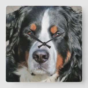 Bernese Mountain Dog Photo Image Square Wall Clock