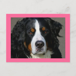 Bernese Mountain Dog Pink Blank Postcard