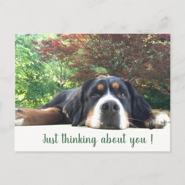 Bernese Mountain Dog Postcard (Front)