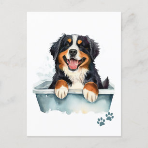 Bernese Mountain Dog Postcard