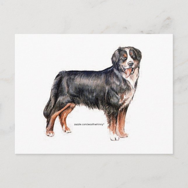 Bernese Mountain Dog Postcard (Front)