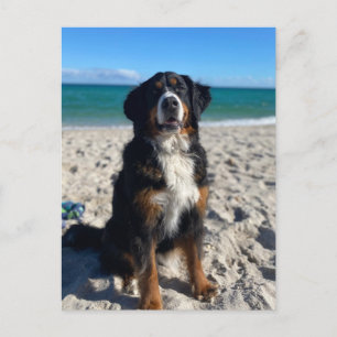 Bernese Mountain Dog  Postcard