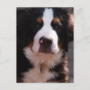 Bernese Mountain Dog Postcard