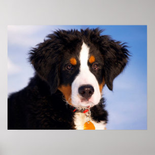 Bernese Mountain Dog Poster