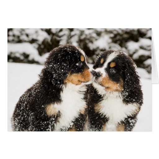 Image of Bernese Mountain Dog Puppets Sniff Each Other