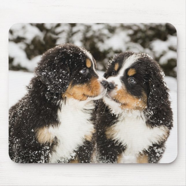 Bernese Mountain Dog Puppies Sniff Each Other Mouse Mat (Front)