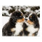 Bernese Mountain Dog Puppies Sniff Each Other