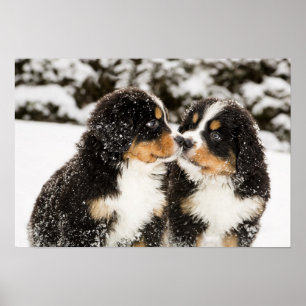 Bernese Mountain Dog Puppies Sniff Each Other Poster
