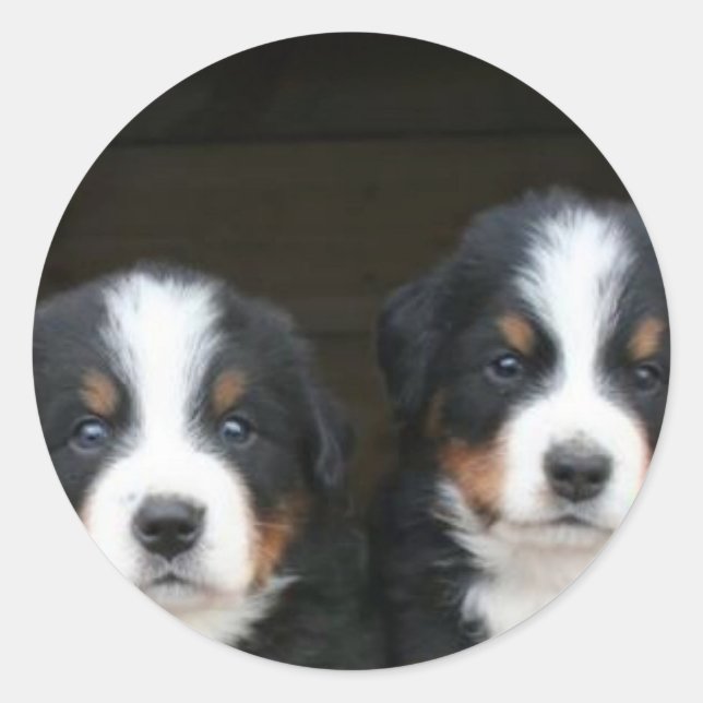 Bernese mountain dog puppies stickers (Front)