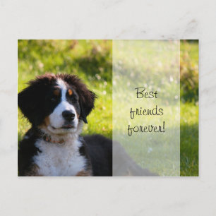 Bernese mountain dog puppy on green grass postcard