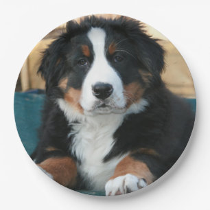 bernese mountain dog puppy paper plate