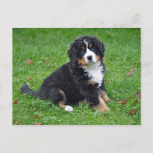 Bernese Mountain Dog Puppy Photo Postcard