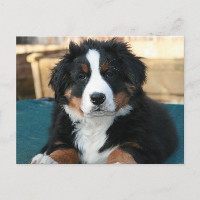 bernese mountain dog puppy postcard (Front)