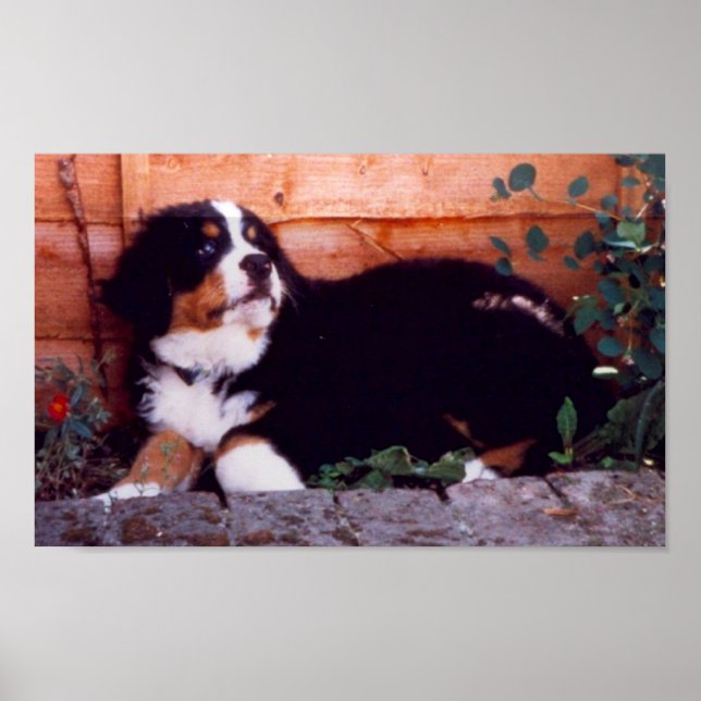 bernese mountain dog puppy poster (Front)