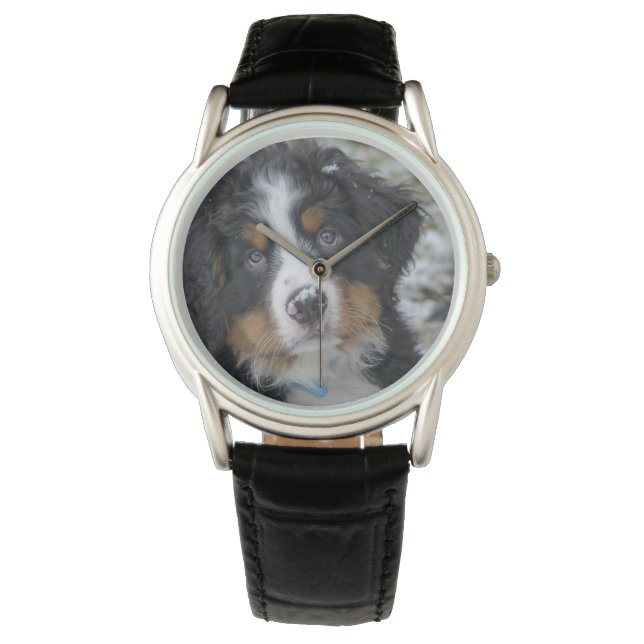 bernese mountain dog puppy second watch (Front)