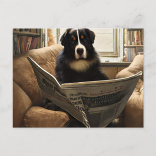 Bernese Mountain Dog Reading the Newspaper Postcard