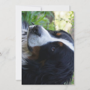 bernese mountain dog second birthday invitation