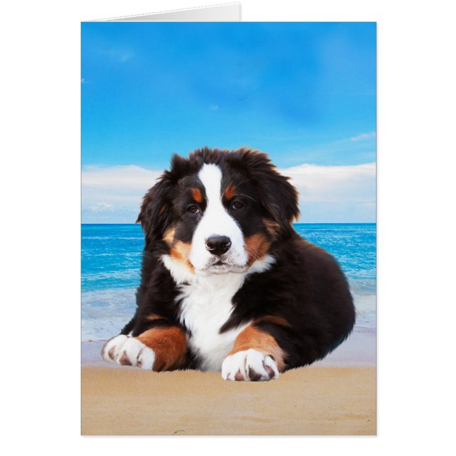 Bernese Mountain Dog Sitting on Beach (Front)