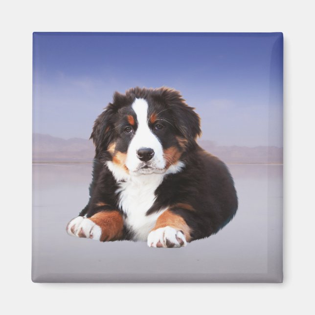 Bernese Mountain Dog Sitting on Beach Magnet (Front)