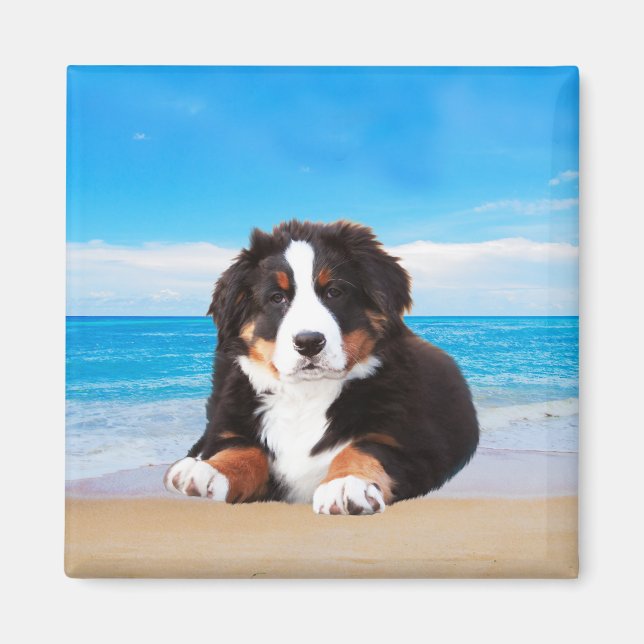 Bernese Mountain Dog Sitting on Beach Magnet (Front)
