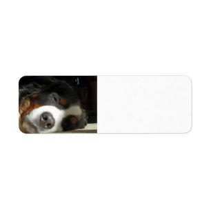 bernese mountain dog sleeping