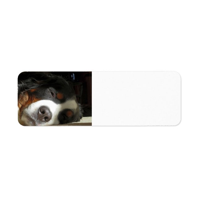 bernese mountain dog sleeping (Front)