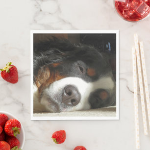 bernese mountain dog sleeping napkin