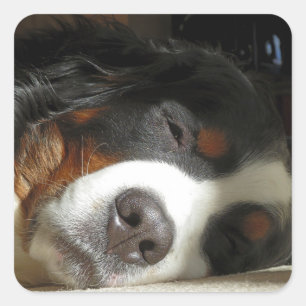 bernese mountain dog sleeping square sticker