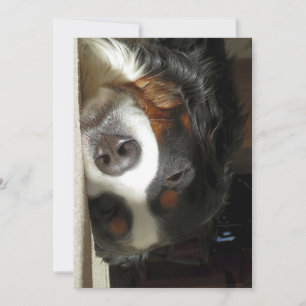 bernese mountain dog sleeping thank you card