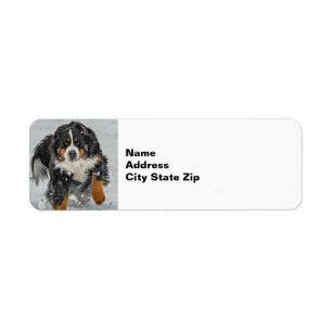 Bernese Mountain Dog Snow Photo