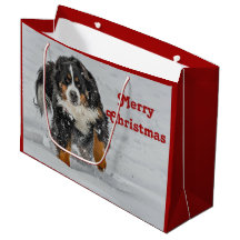 Bernese Mountain Dog Snow Photo Christmas