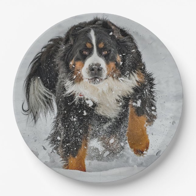 Bernese Mountain Dog Snow Photo Paper Plate (Front)