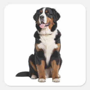 Bernese Mountain Dog  Square Sticker
