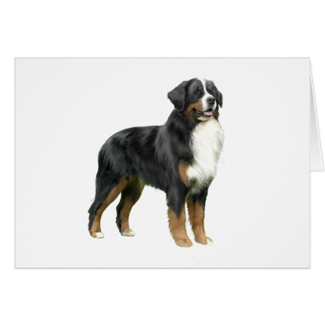 Bernese Mountain Dog - standing (Front Horizontal)